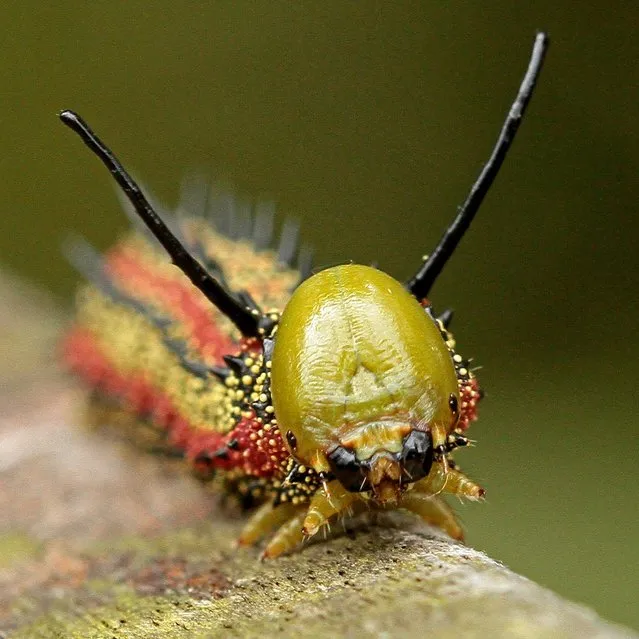 Honorable Mention, Close-Ups. “Oak Moth Caterpillar”. (Photo by Kenneth Craig/The Palm Beach Post)