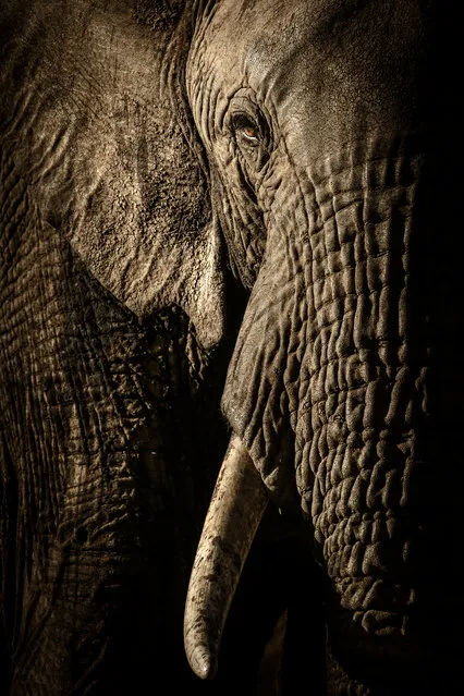 The power of the matriarch by David Lloyd (New Zealand/UK). In Kenya’s Maasai Mara national reserve, a herd of elephants trekked to their evening waterhole. The mellow light from the fast-setting sun emphasised every wrinkle and hair. The female leading the herd looked straight at the photographer, her eye a glowing amber dot in the heavy folds of skin. Her gaze was full of respect and intelligence. Finalist 2017, Animal Portraits. (Photo by  David Lloyd/2017 Wildlife Photographer of the Year)