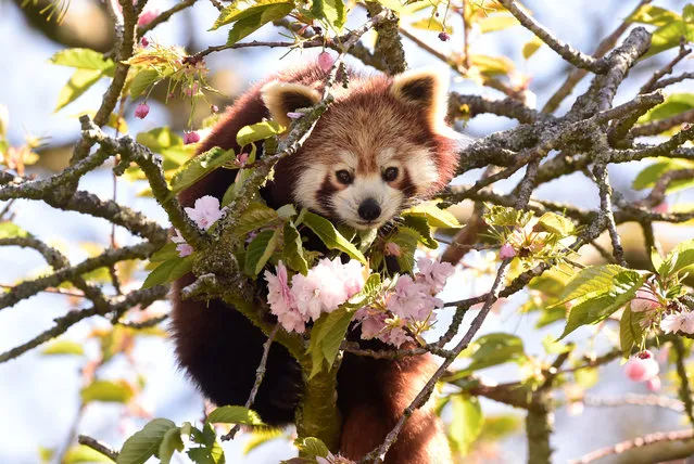 A Red Panda is pictured in cherry blossom at Manor Wildlife Park in St Florence. The Park is crowdfunding for food to feed their endangered animals as the spread of coronavirus disease (COVID-19) continues, in St Florence, Wales, Britain, April 15, 2020. (Photo by Rebecca Naden/Reuters)