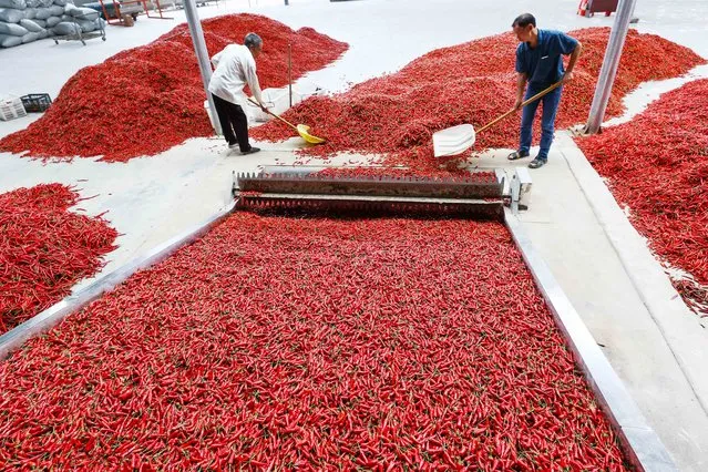 Farmers process red chillies at a food factory on August 26, 2022 in Bijie, Guizhou Province of China. (Photo by Wang Chunliang/VCG via Getty Images)
