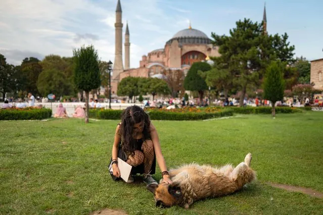 A woman strokes a stray dog in front of Hagia Sophia mosque in Istanbul, on August 23, 2022. As indelible to Istanbul as its mosques, street dogs have been swept up in a political storm involving President Recep Tayyip Erdogan and an app that helped get them killed. The sheer number of stray animals – dogs and cats both – darting between people and lounging on public squares jumps out at most visitors to Turkey's ancient cultural capital. (Photo by Yasin Akgul/AFP Photo)