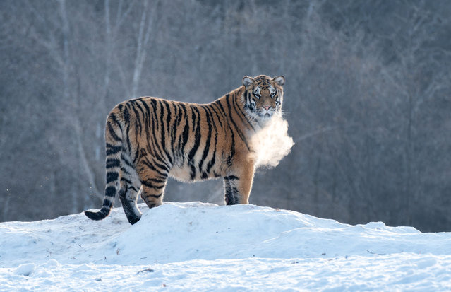 A Siberian tiger rests in the snow at the Hengdaohezi Siberian tiger park on January 5, 2025 in Hailin, Mudanjiang City, Heilongjiang Province of China. (Photo by Chi Shiyong/VCG via Getty Images)
