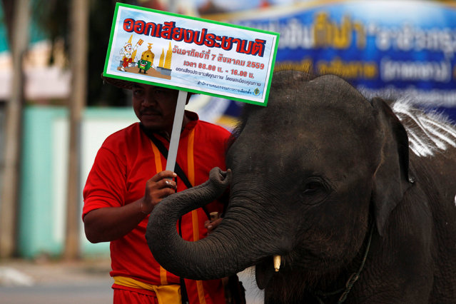 A mahout holds a poster beside his elephant during a campaign ahead of the August 7 referendum in Ayutthaya province, north of Bangkok, Thailand, August 1, 2016. (Photo by Chaiwat Subprasom/Reuters)