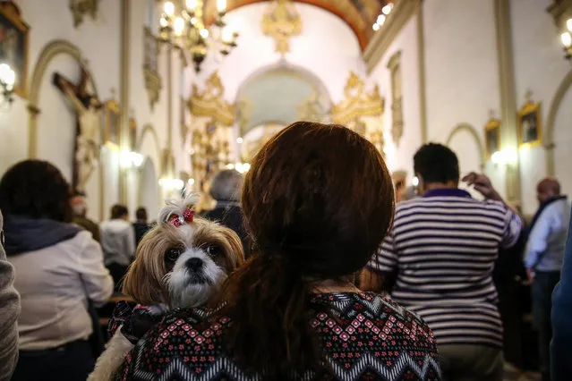 A pet owner holds her dog as she attends the mass on the Day of St. Francis of Assisi, in Sao Paulo, Brazil, 04 October 2017. St. Francis of Assisi is known in the Catholic religion belief as the animals protector. (Photo by Fernando Bizerra Jr./EPA/EFE)