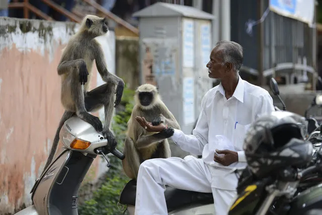 An Indian man feeds peanuts to monkeys along a busy street in Ahmedabad on July 31, 2016. Feeding animals is sacred in Hindu society. (Photo by Sam Panthaky/AFP Photo)