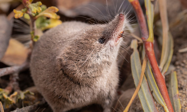 Introducing the Mount Lyell shrew, the only known California mammal never photographed alive, until now. Three young scientists caught five of the tiny shrews in their pitfall traps overnight in January 2025 (all were quickly released). The furry creatures are less than 4in long, and weigh only a gram and a half – about the same as two paperclips. (Photo by California Academy of Sciences)