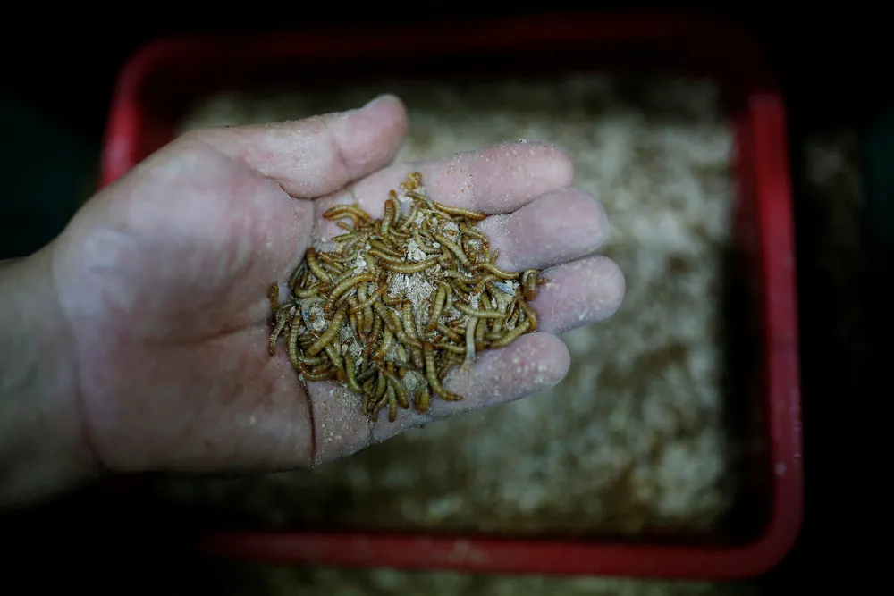 Entomophagy in South Korea