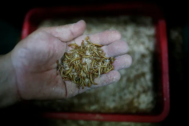 Kim Jong-hee, a edible insects farm owner, checks edible mealworms in Hwaseong, South Korea, August 10, 2016. (Photo by Kim Hong-Ji/Reuters)