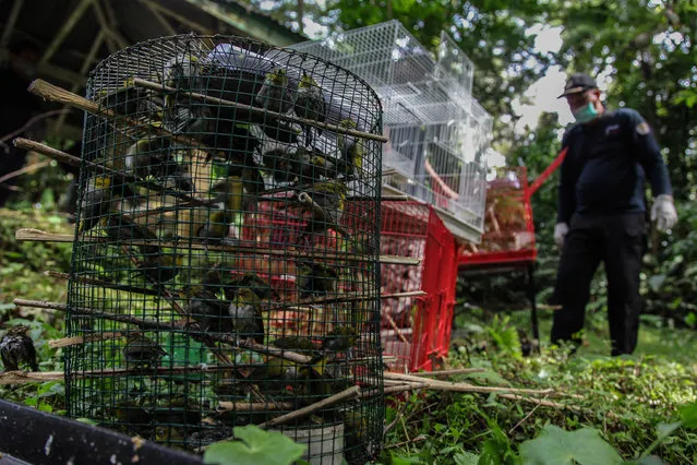 Forestry police officers seized of White-eye birds or as known Pleci birds (zosterops japonicus) to be released into the wild in the Sibolangit Nature Park, North Sumatra, amid fears of the Covid-19 virus on May 8, 2020. As is known, confiscation of this bird species is not protected, but because during the transportation process is not equipped with official documents that accompany it, to take advantage of the COVID-19 pandemic situation to solving down on environmental crimes. Not accompanied by official documents, 1,266 pleci birds with 556 conditions including dead and then buried , while 710 is still alive and released into the wild. (Photo by Albert Ivan Damanik/ZUMA Wire/Rex Features/Shutterstock)