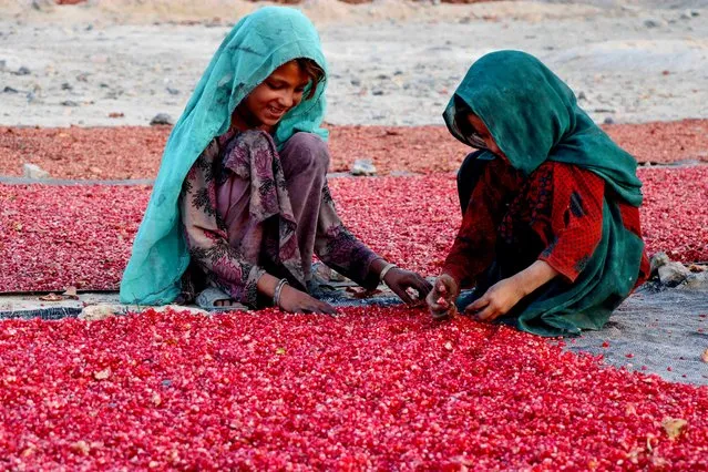 Afghan children's sort pomegranate seeds for export in Kandahar, Afghanistan, 26 November 2020. Kandahar is famous all over Afghanistan for its high quality pomegranates, which are now being exported to different countries. (Photo by Muhammad Sadiq/EPA/EFE)