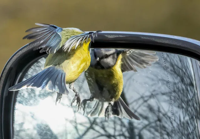 A blue tit comes face to face with its reflection in a car wing mirror in east Yorkshire in the last decade of July 2022. The photographer said: “I sat watching this little blue tit for 30 minutes as it fought with its own reflection”. (Photo by Dave Newman/Solent News)