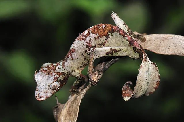A fantastic leaf-tailed Gecko in Andasibe-Mantadia National Park, Madagascar. (Photo by Thomas Marent/Caters News/Ardea)
