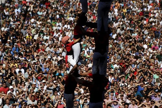 Members of the “Castellers de Barcelona” form a human tower or “castell” during the festival of the patron saint of Barcelona “The Virgin of Mercy” at Sant Jaume square in Barcelona, Spain, September 20, 2015. (Photo by Susana Vera/Reuters)