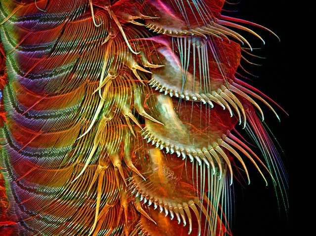 Appendages of a common brine shrimp; Confocal, 100X. Janelia Farm Research Campus, Howard Hughes Medical Institute (HHMI), Ashburn, Virginia, USA. (Photo by Dr. Igor Robert Siwanowicz/Nikon Small World 2014)
