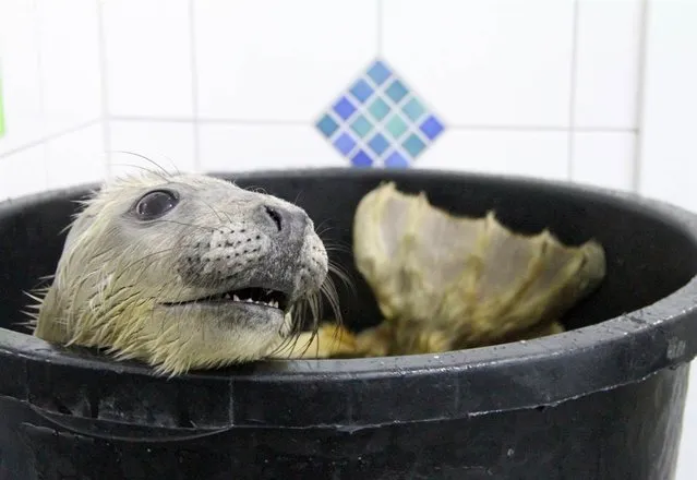 A gray baby seal, “Julian”, sits inside a weighing bucket at the seal station in Friedrichskoog, Germany, December 22, 2012. (Photo by Wolfgang Runge/Zuma Press)