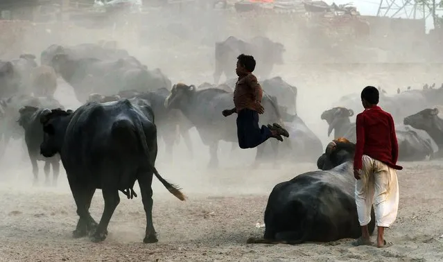 Pakistani residents play among buffalo on the outskirts of Lahore on October 13, 2014. Pakistan has a workforce of around 56 million people among a population of 186 million, according to Pakistan's official figures compiled by the Federal Bureau of Statistics. (Photo by Arif Ali/AFP Photo)