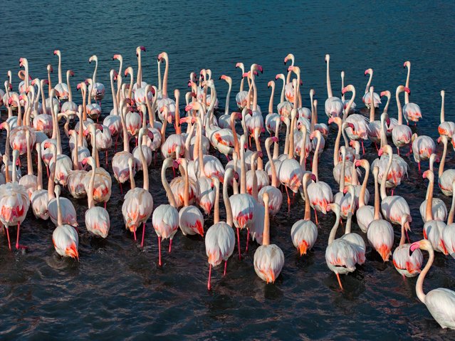 Flamingos are seen over Mogan Lake as they come to the wetlands and reeds on the region every year during migration periods Golbasi district of Ankara, Turkiye on May 4, 2025. (Photo by Hamit Yalcin/Anadolu via Getty Images)