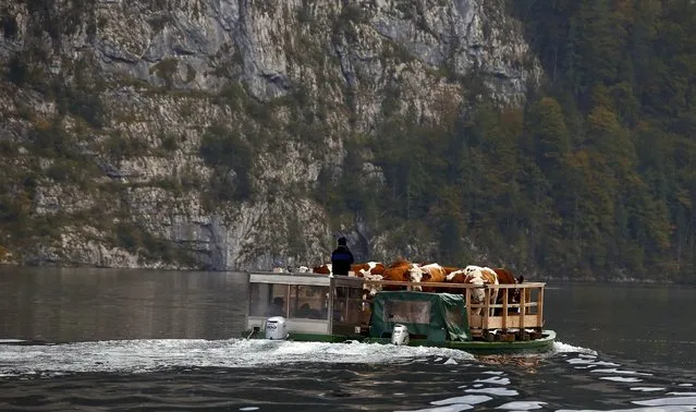 Bavarian farmers transport their cows on a boat over the picturesque Lake Koenigssee, Germany, October 3, 2015. (Photo by Michael Dalder/Reuters)