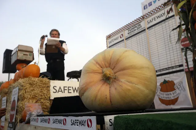 A giant pumpkin is weighed at the Annual Safeway World Championship Pumpkin Weigh-Off, Monday, October 12, 2015, in Half Moon Bay, Calif. (Photo by Marcio Jose Sanchez/AP Photo)
