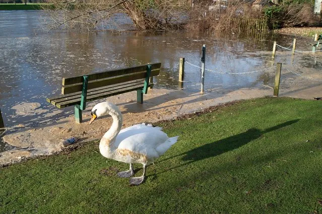 A swan covered in sewage on the River Thames at Datchet in Berkshire on January 16, 2023. An interactive map by Thames Water shows it has emitted sewage into the Thames in nearby Windsor. Environmental groups are calling on the government to imprison directors of polluting water companies for continued sewage emissions into UK waterways. (Photo by Maureen McLean/Rex Features/Shutterstock)