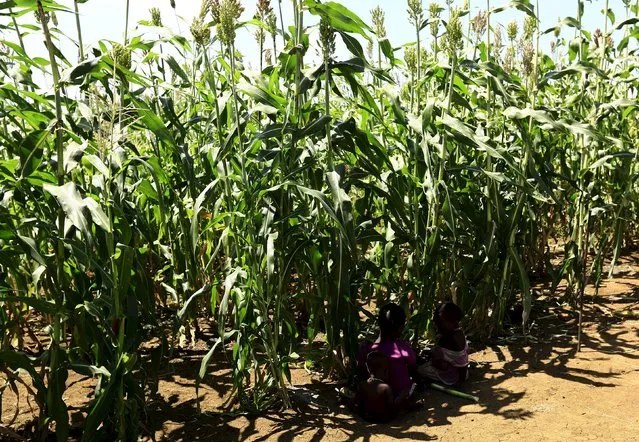 Children rest near a corn farm during a visit by a European Union delegation, at an IDP camp in Azaza, east of Ad Damazin, capital of Blue Nile state, October 21, 2015. (Photo by Mohamed Nureldin Abdallah/Reuters)