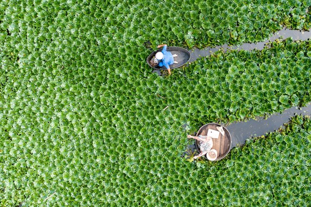 Aerial view of villagers rowing buckets to harvest water chestnuts on July 17, 2025 in Huzhou, Zhejiang Province of China. (Photo by Wang Xuchao/VCG via Getty Images)