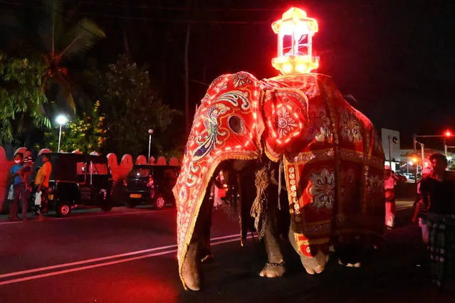 In this photograph taken on August 29, 2020, a decorated elephant walks through a street in Piliyandala, a suburb of Sri Lanka's capital Colombo during the Esala Perahera festival. The festival, which usually draws thousands of spectators every year, took place with no spectator insight due to the restrictions amid Covid-19 coronavirus pandemic. (Photo by Lakruwan Wanniarachchi/AFP Photo)