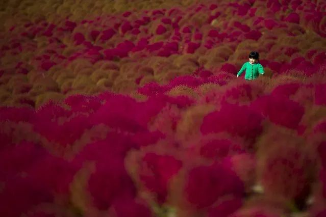 A child runs in a field of fireweed, or Kochia scoparia, on a sunny autumn day at the Hitachi Seaside Park in Hitachi, north of Tokyo, October 26, 2015. (Photo by Thomas Peter/Reuters)