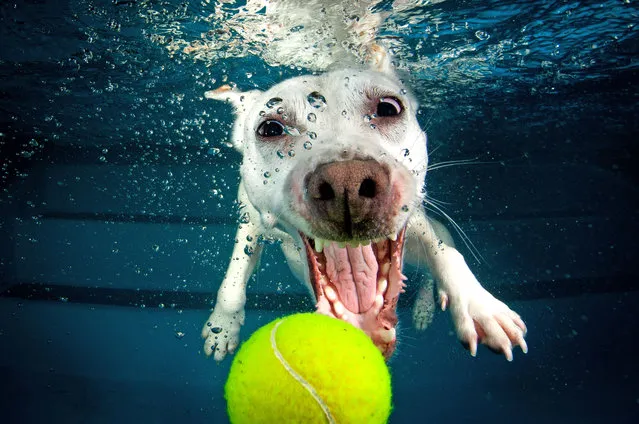 A Jack Russell Terrier cross Whippet swims for the tennis ball just out of reach. (Photo by Jonny Simpson-Lee/Caters News Agency)