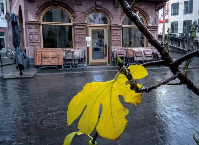 A leaf hangs from a tree in front of a closed bar in Frankfurt, Germany, Sunday, November 1, 2020. To avoid the further outspread of the coronavirus new restrictions will become effective from Monday on all over Germany. (Photo by Michael Probst/AP Photo)