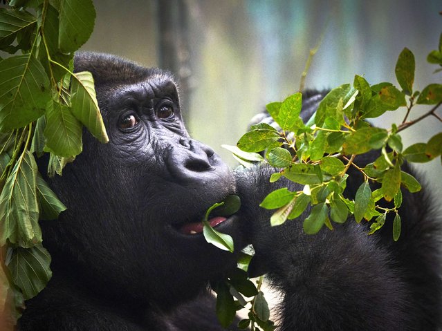 A young gorilla eats leaves in his enclosure, at Beauval Zoo, in Saint Aignan, France on August 25, 2025. (Photo by Guillaume Souvant/AFP Photo)