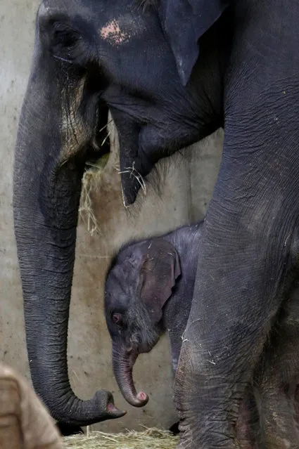 A newborn male Asian elephant calf stands near its mother Tamara in their enclosure at Prague Zoo, Czech Republic, October 8, 2016. (Photo by David W. Cerny/Reuters)