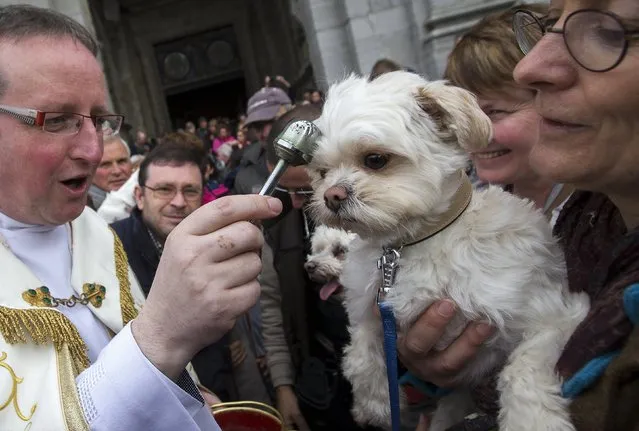 Belgian priest Philippe Goosse (L) blesses a Bichon Maltais held by its owner during a religious and blessing ceremony for animals, outside the Basilica of St Peter and Paul in Saint-Hubert, Belgium November 3, 2015. (Photo by Yves Herman/Reuters)