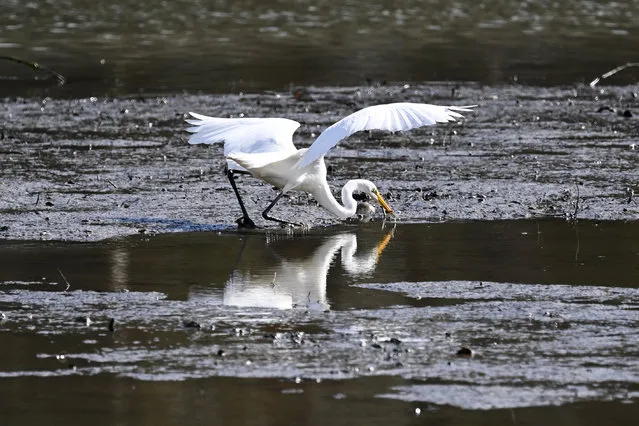 A Great Egret is seen hunting at a wetland in Burlingame, California, United States on March 6, 2023. (Photo by Tayfun Coskun/Anadolu Agency via Getty Images)