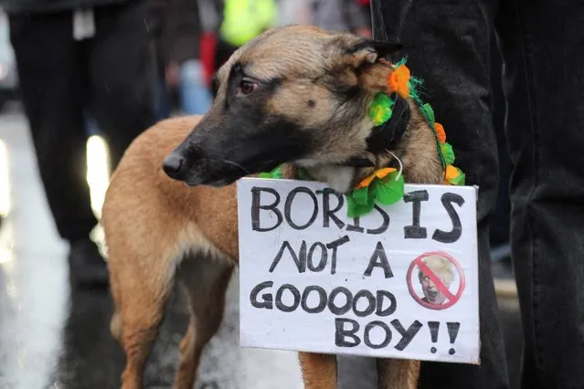 A dog with a sign is seen during demonstration against British Prime Minister Boris Johnson in London, Britain on February 19, 2022. (Photo by May James/Reuters)