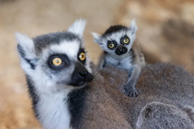 One of the baby ring-tailed lemurs recently born in Fota Wildlife Park in Cork, Ireland on April 3, 2023. Fota announced the birth of three endangered baby ring-tailed lemurs and two baby black-and-white colobus monkeys, born as part of breeding programmes for threatened species in European zoos. (Photo by Darragh Kane/The Irish Times)