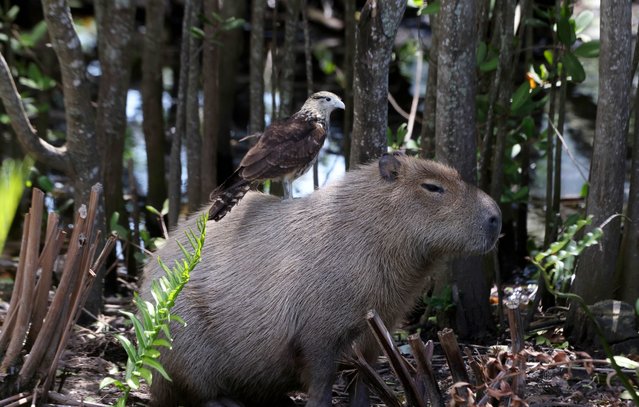 A juvenile Yellow-headed Caracara perches on the back of a resting capybara along the mangroves at Rodrigo de Freitas Lagoon in Rio de Janeiro, Brazil on November 11, 2025. Common throughout Brazil's wetlands and urban parks, these adaptable raptors are often seen riding on large mammals such as capybaras or cattle, feeding on ticks and insects they uncover. The peaceful pairing highlights a moment of easy coexistence in the heart of the city's natural sanctuary. (Photo by Bob Karp/ZUMA Press Wire/Rex Features/Shutterstock)