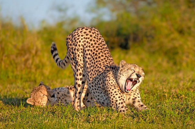 A cheetah yawns after a midday nap in Zimanga private reserve, South Africa in the last decade of November 2025, as its brother continues to snooze. (Photo by Mark Strom/Solent News & Photo Agency)
