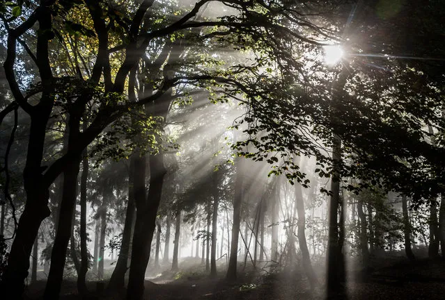 The sun shines through the trees and trees of the 'Grosser Feldberg' mountain in the Taunus mountainous region, not far from Frankfurt, Germany, October 5, 2015. (Photo by Frank Ruumpenhorst/EPA)