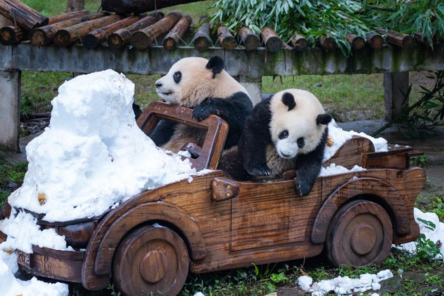 Giant pandas play in a snow group at Chongqing Zoo in Chongqing, China, on December 14, 2024. (Photo by Costfoto/NurPhoto/Rex Features/Shutterstock)