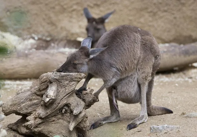 Wallabies are pictured in their enclosure at the zoo in Los Angeles, California January 28, 2015.  Picture taken January 28, 2015. (Photo by Mario Anzuoni/Reuters)