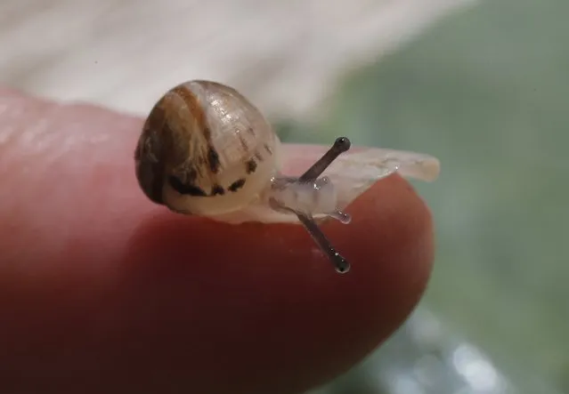 A baby snail (Helix Aspersa) sits on a finger in a farm in Vienna June 12, 2013. Andreas Gugumuck owns Vienna's largest snail farm, exporting snails, snail-caviar and snail-liver all over the world. The gourmet snails are processed using old traditional cooking techniques and some are sold locally to Austrian gourmet restaurants. (Photo by Leonhard Foeger/Reuters)