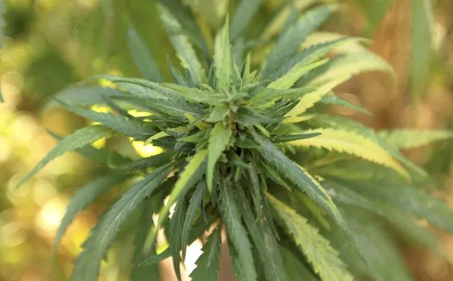 A cannabis plant grows in the Bekaa valley, Lebanon October 4, 2015. Syrian refugees work to harvest and process spiky-leafed cannabis plants in neighbouring Lebanon’s Bekaa Valley. Often farmers of cotton and wheat back home in Raqqa province – now the de facto capital of Islamic State – the conflict in Syria drove them to seek safety in a region where Syrian migrant workers used to spend a few months a year before returning home. (Photo by Alia Haju/Reuters)