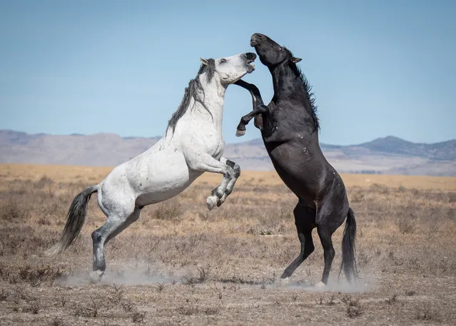 Two wild stallions engaged in a fight with one another in Dugway, Utah early July 2023. (Photo by Kimberley Spencer/Media Drum Images)