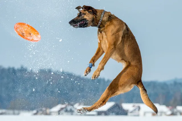 Dog “Ronja” tries to catch a frisbee near Kirchroth, southern Germany, on February 5, 2015. (Photo by Armin Weigel/AFP Photo/DPA)