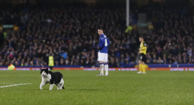 Football Soccer, Everton vs Dagenham & Redbridge, FA Cup Third Round , Goodison Parkon January 9, 2016: A cat on the pitch during the game. (Photo by Lee Smith/Reuters/Action Images)