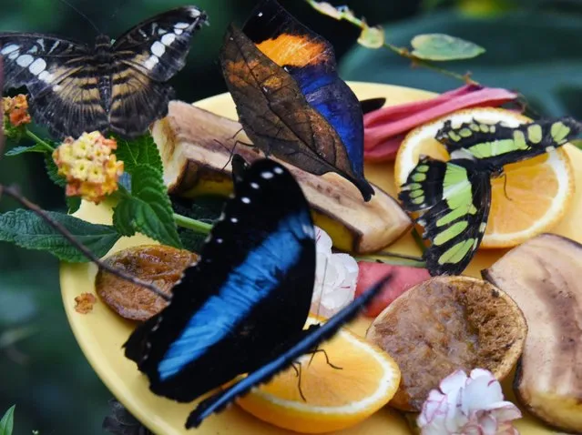 A picture made available on 31 October 2016 shows a Malachite, a Kallima inachus, a Morpho peleides and an Asian fritillary eat fruit at the Alaris butterfly park in Wittenberg-Lutherstadt, Germany, 30 October 2016. About 600 colourful butterflies and catterpillars start their journey to the Wildlands-Adventure Zoo in Emmen in the Netherlands. Due to the winter break at the park in Wittenberg, the butterflies will be transfered to the Netherlands. (Photo by Waltraud Grubitzsch/EPA)