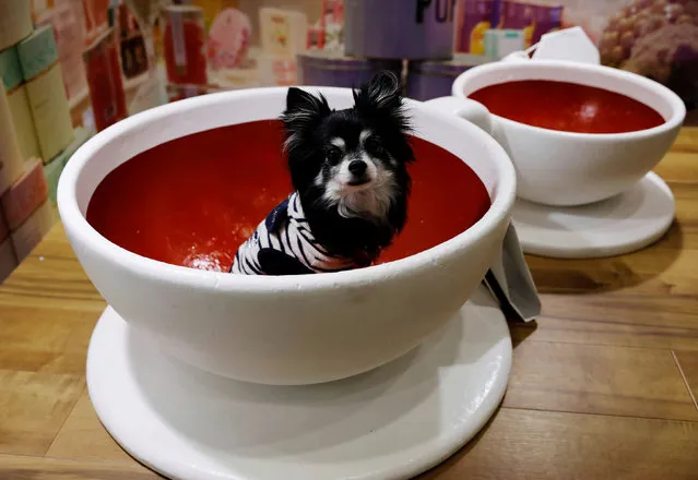 A pet dog sits inside a model of a coffee cup while its owner (not pictured) prepares to take photos at Interpets, an international fair for pet related products and services, in Tokyo, Japan, April 1, 2021. (Photo by Kim Kyung-Hoon/Reuters)