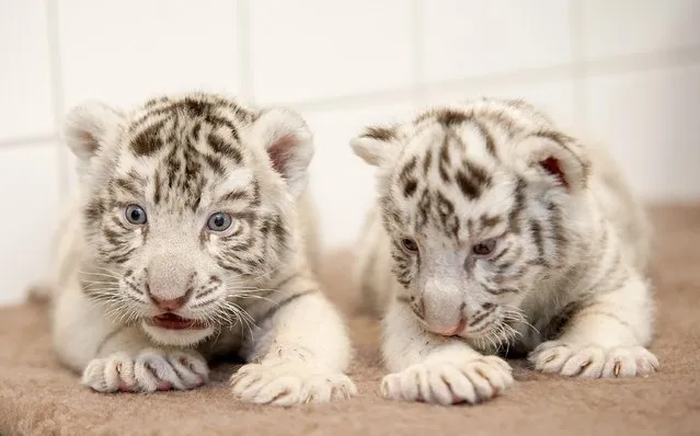 White Bengal tiger cubs are pictured in the Xantus Janos Zoo of Gyor, 120 kms west of Budapest, Hungary, Thursday, February 19, 2015. (Photo by Csaba Krizsan/AP Photo/MTI)