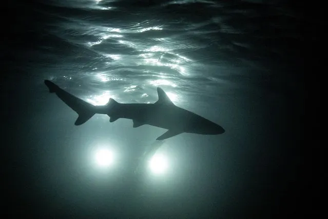 A newborn blacktip reef shark is silhouetted as it swims at night past the Maya Shark Watch Project's baited remote underwater video station, in Maya Bay at the Phi Phi Island National Park, on Phi Phi Leh Island, Krabi province, Thailand, February 27, 2023. Blacktips, named after the distinctive black colouring on their dorsal fins and tails, roam the Andaman Sea and other tropical regions in decreasing numbers due to overfishing, according to the International Union for Conservation of Nature. (Photo by Jorge Silva/Reuters)